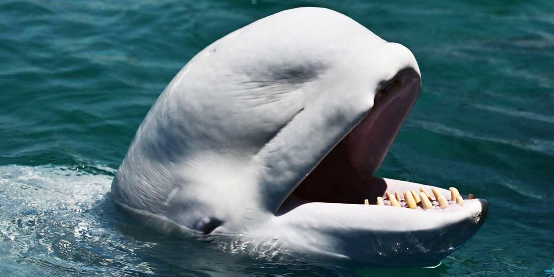 Mammifères marins dans la Seine : mais que se passe t-il vraiment ...